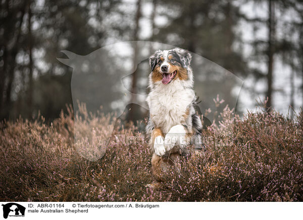 male Australian Shepherd / ABR-01164
