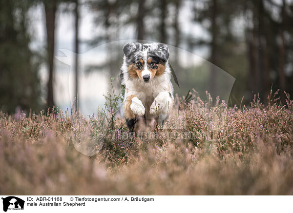 Australian Shepherd Rde / male Australian Shepherd / ABR-01168