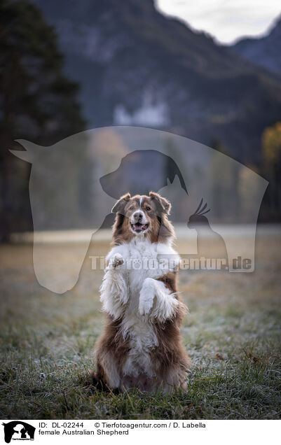 Australian Shepherd Hndin / female Australian Shepherd / DL-02244