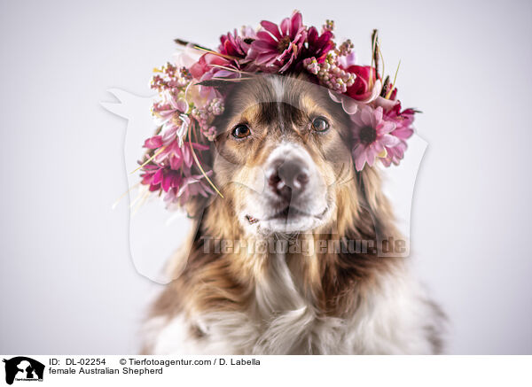 Australian Shepherd Hndin / female Australian Shepherd / DL-02254