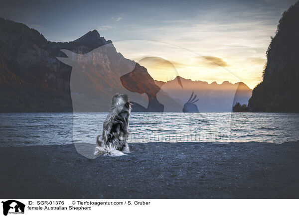 female Australian Shepherd / SGR-01376