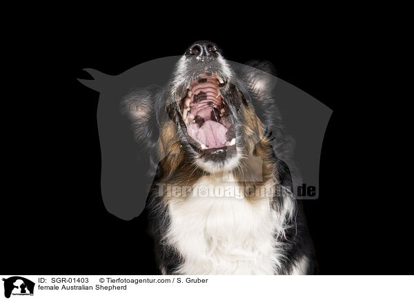Australian Shepherd Hndin / female Australian Shepherd / SGR-01403