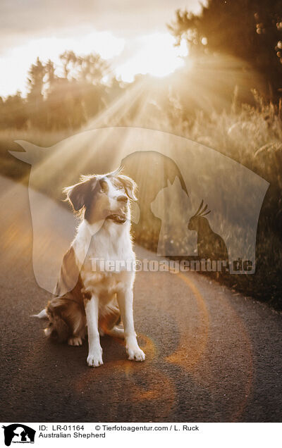 Australian Shepherd / Australian Shepherd / LR-01164