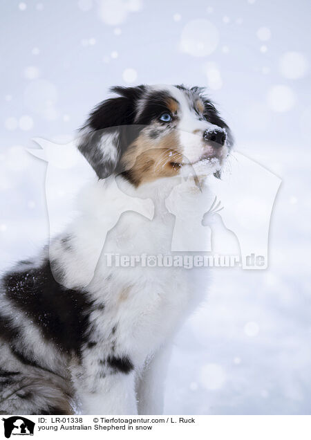 junger Australian Shepherd im Schnee / young Australian Shepherd in snow / LR-01338