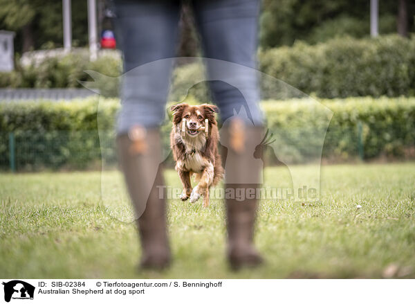 Australian Shepherd beim Hundesport / Australian Shepherd at dog sport / SIB-02384
