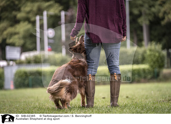 Australian Shepherd beim Hundesport / Australian Shepherd at dog sport / SIB-02385