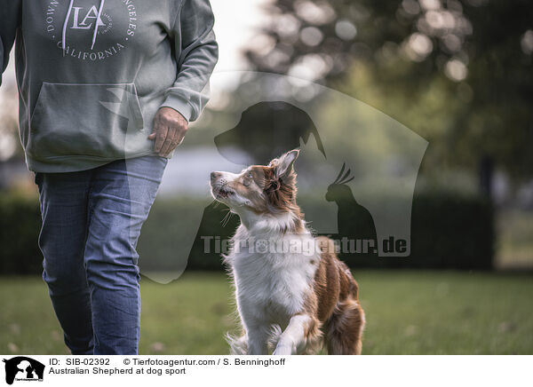 Australian Shepherd at dog sport / SIB-02392