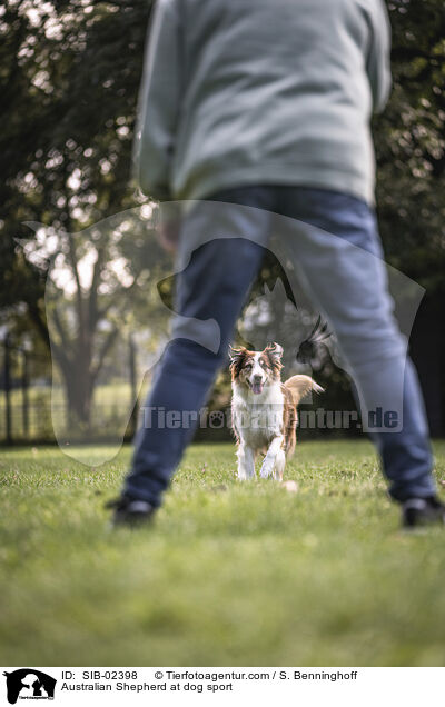 Australian Shepherd beim Hundesport / Australian Shepherd at dog sport / SIB-02398