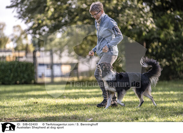 Australian Shepherd at dog sport / SIB-02400