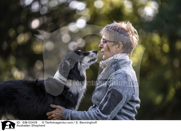 Australian Shepherd / Australian Shepherd / SIB-02408