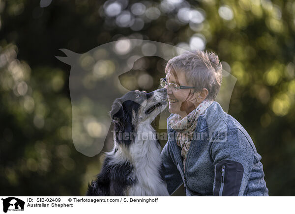 Australian Shepherd / Australian Shepherd / SIB-02409
