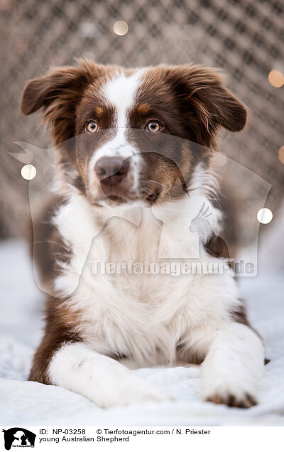 junger Australian Shepherd / young Australian Shepherd / NP-03258