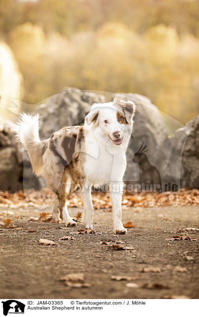 Australian Shepherd in autummn / JAM-03365
