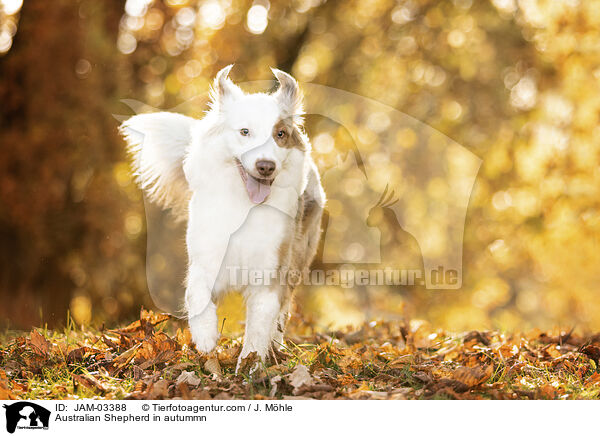 Australian Shepherd in autummn / JAM-03388