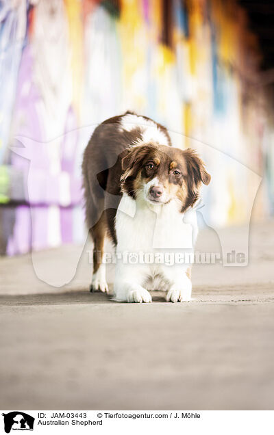 Australian Shepherd / JAM-03443