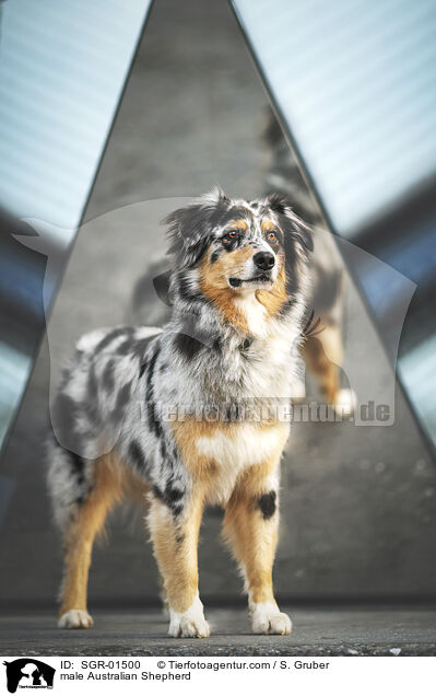 Australian Shepherd Rde / male Australian Shepherd / SGR-01500