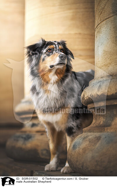 Australian Shepherd Rde / male Australian Shepherd / SGR-01502