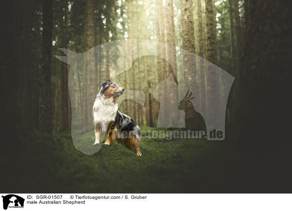 Australian Shepherd Rde / male Australian Shepherd / SGR-01507