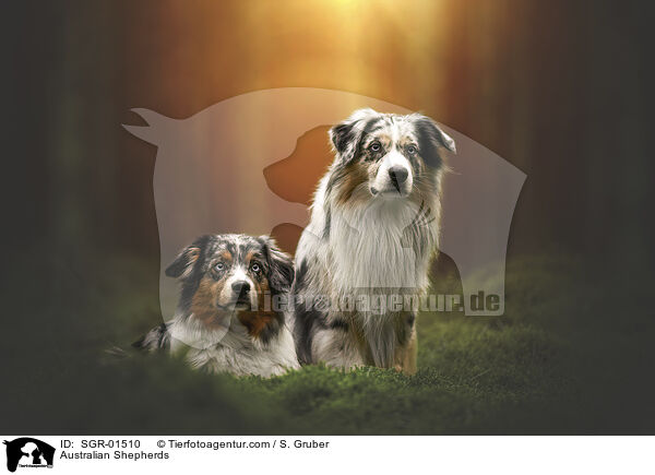 Australian Shepherds / Australian Shepherds / SGR-01510