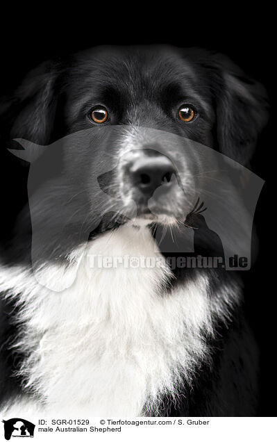 Australian Shepherd Rde / male Australian Shepherd / SGR-01529