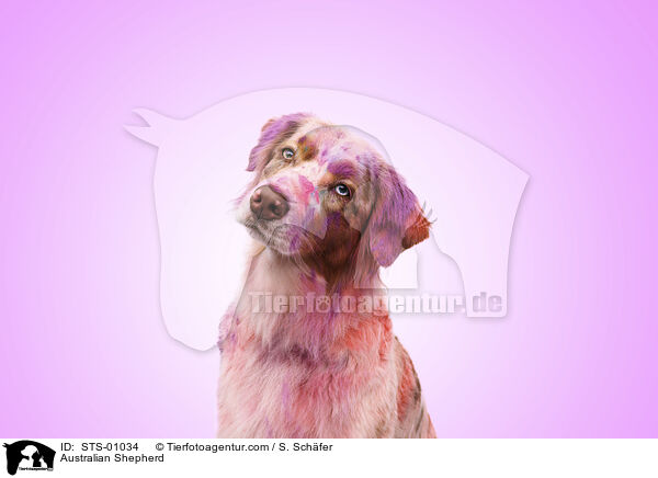 Australian Shepherd / Australian Shepherd / STS-01034