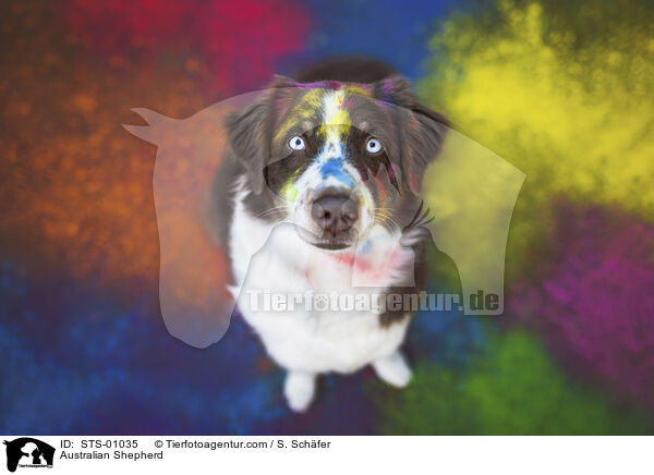 Australian Shepherd / Australian Shepherd / STS-01035