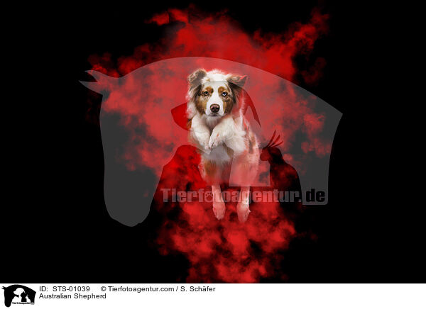 Australian Shepherd / Australian Shepherd / STS-01039