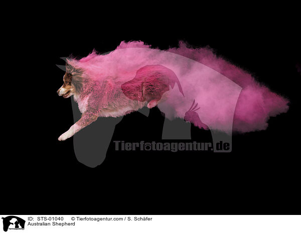 Australian Shepherd / Australian Shepherd / STS-01040