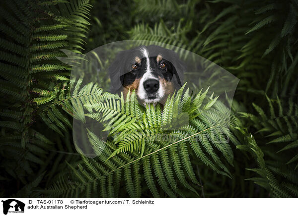 ausgewachsener Australian Shepherd / adult Australian Shepherd / TAS-01178