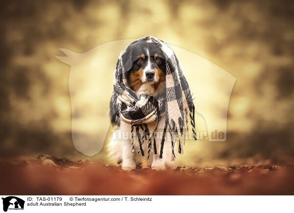 ausgewachsener Australian Shepherd / adult Australian Shepherd / TAS-01179