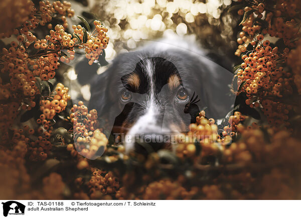 ausgewachsener Australian Shepherd / adult Australian Shepherd / TAS-01188