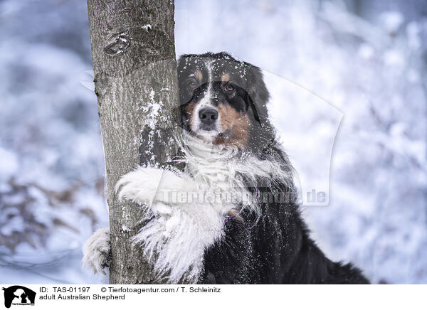 adult Australian Shepherd / TAS-01197