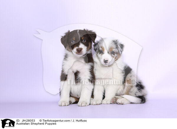 Australian Shepherd Puppies / JH-28053