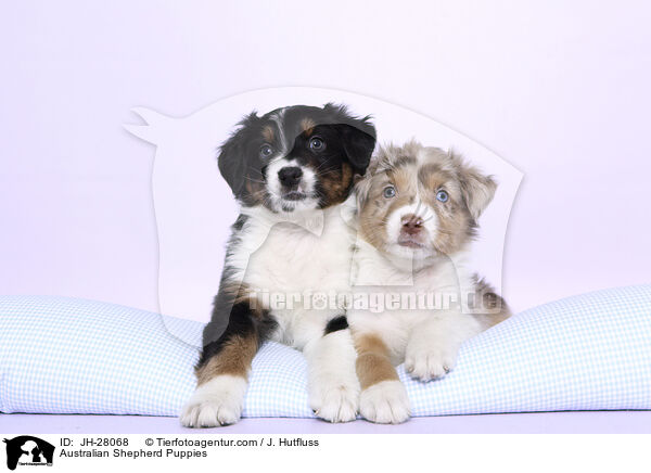 Australian Shepherd Puppies / JH-28068