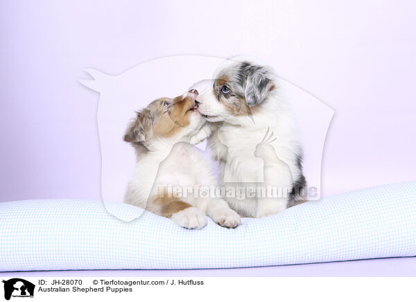Australian Shepherd Puppies / JH-28070