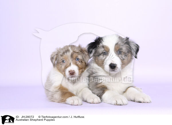 Australian Shepherd Welpen / Australian Shepherd Puppies / JH-28072