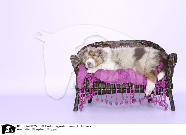 Australian Shepherd Puppy / JH-28075