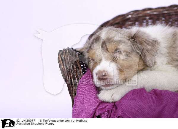 Australian Shepherd Puppy / JH-28077