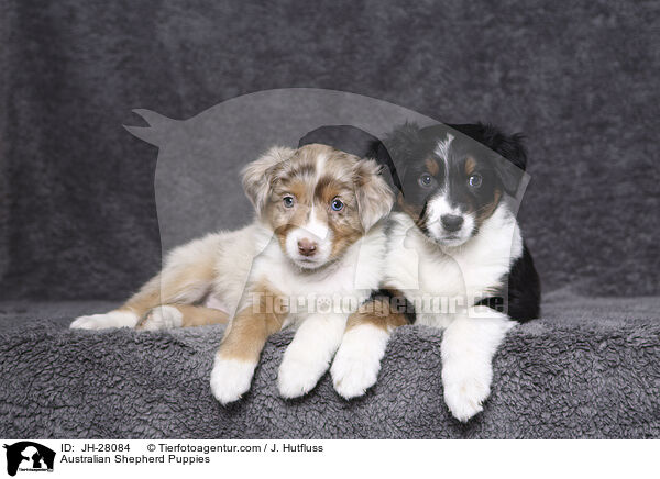 Australian Shepherd Puppies / JH-28084