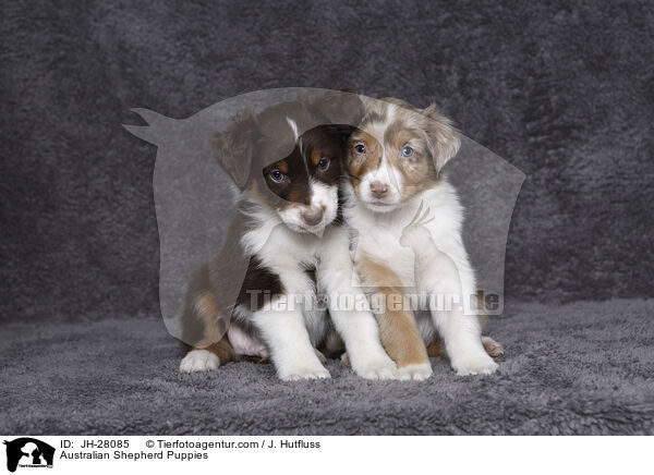 Australian Shepherd Puppies / JH-28085