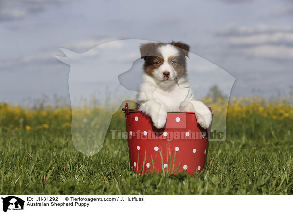 Australian Shepherd Welpe / Australian Shepherd Puppy / JH-31292
