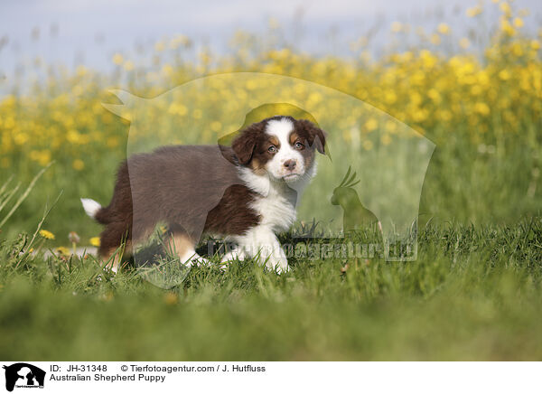 Australian Shepherd Puppy / JH-31348