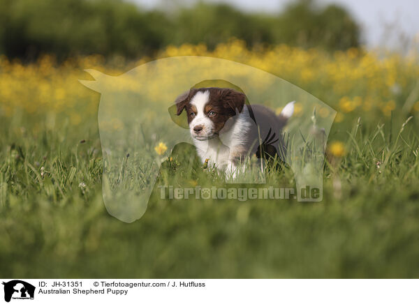 Australian Shepherd Puppy / JH-31351