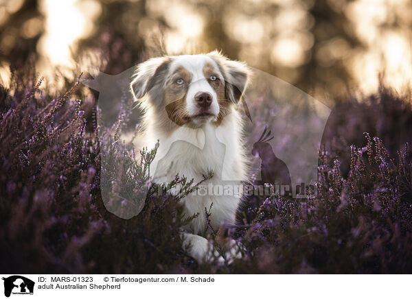 ausgewachsener Australian Shepherd / adult Australian Shepherd / MARS-01323
