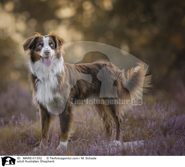 ausgewachsener Australian Shepherd / adult Australian Shepherd / MARS-01352