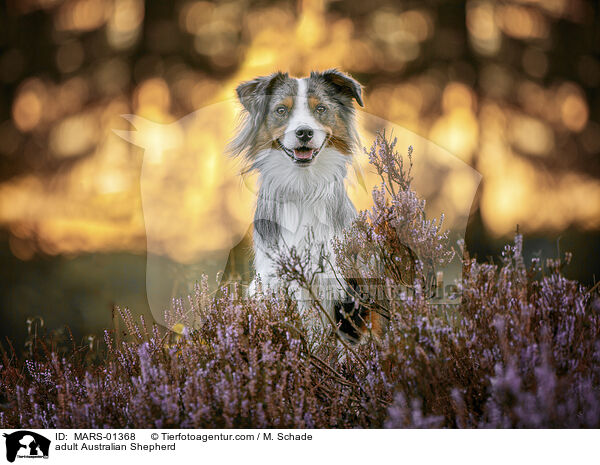 ausgewachsener Australian Shepherd / adult Australian Shepherd / MARS-01368