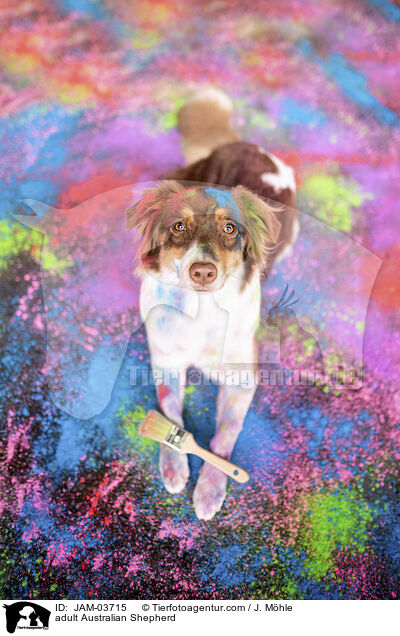 ausgewachsener Australian Shepherd / adult Australian Shepherd / JAM-03715
