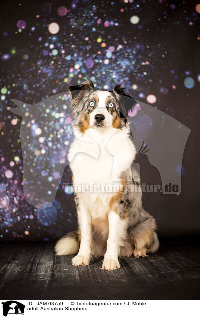 ausgewachsener Australian Shepherd / adult Australian Shepherd / JAM-03759