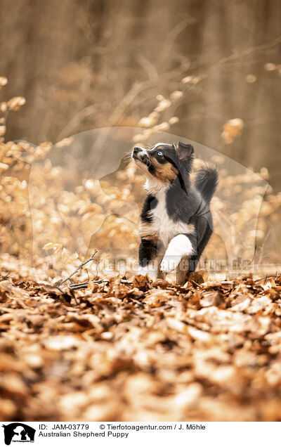 Australian Shepherd Puppy / JAM-03779