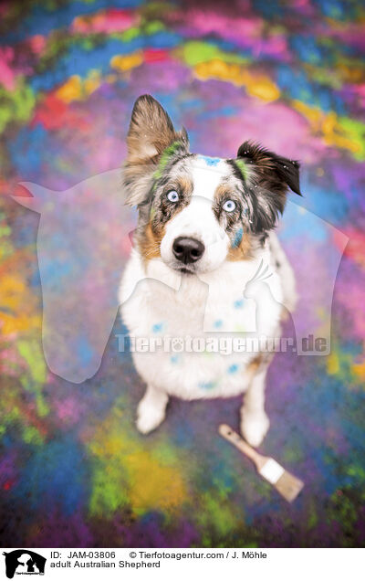 ausgewachsener Australian Shepherd / adult Australian Shepherd / JAM-03806